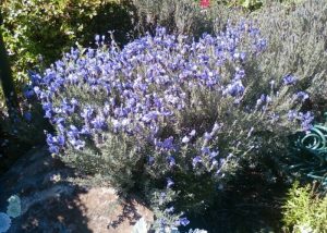 Lavender