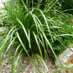 Lomandra Longifolia