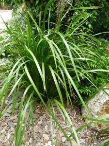 Lomandra Longifolia