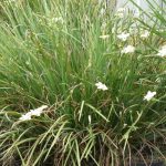 Native Iris 2
