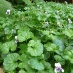 Native Violet