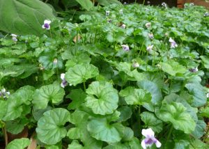 Native Violet