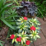 New Guinea Impatiens 1