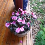 New Guinea Impatiens 2