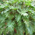 Philodendron xanadu