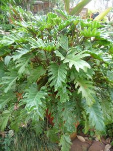 Philodendron xanadu