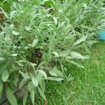 Sage
