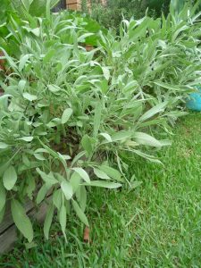 Sage