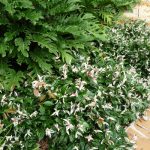 Trachelospermum Tricolour 2