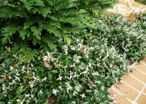 Trachelospermum Tricolour 2