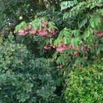 Tree Bigonia